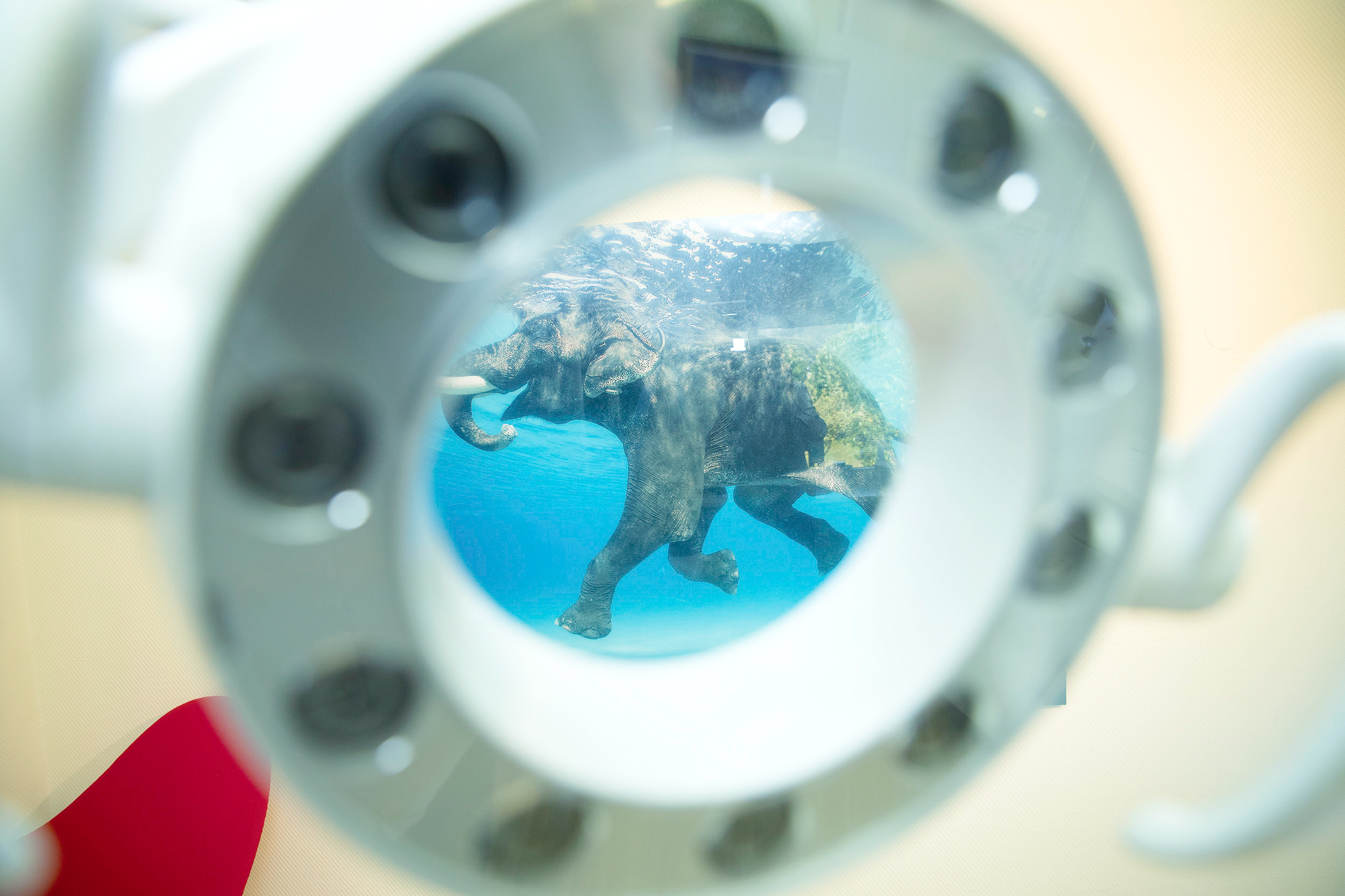 Zahnärztliche Lupe mit einer runden Linse, die einen unter Wasser schwimmenden Elefanten zeigt – ein Symbol für moderne Präzision in der Zahnheilkunde.