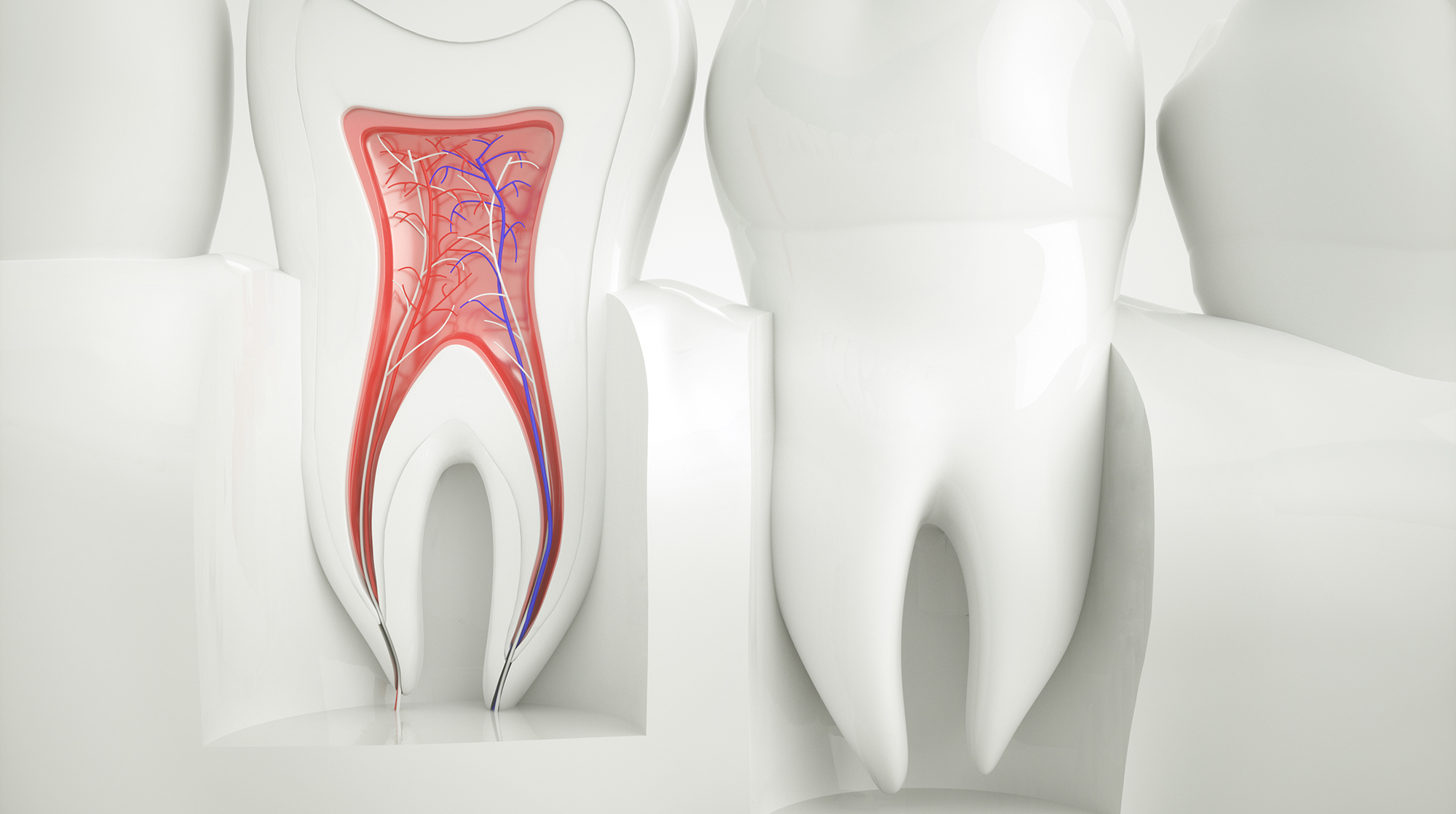 3D-Illustration eines Zahnquerschnitts mit sichtbarer Pulpa (Nerven und Blutgefäße) sowie eines vollständigen Zahns; hervorgehoben wird die für die endodontische Behandlung – wie sie von der Zahnarztpraxis Thiele & Menk in Weilburg angeboten wird – relevante Anatomie.